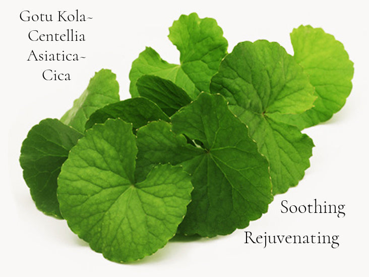 Plant Renewal Milk Sample Limit One Per Order